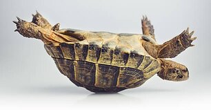 Portrait of a greek tortoise (testudo graeca) having problems in upside down position.