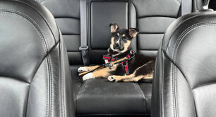 Service dog buckled into the backseat of a car with leather seats, fastened with a red harness and ready for a road trip.